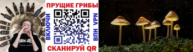 Псилоцибиновые грибы Psilocybe  hydra онион  Борисоглебск 
